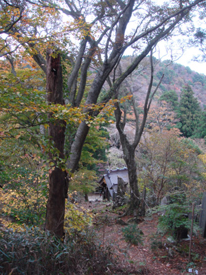 紅葉が綺麗です